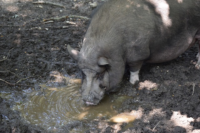 欧洲杯夺冠赔率：英格兰1赔4.5居首 西德法紧追.