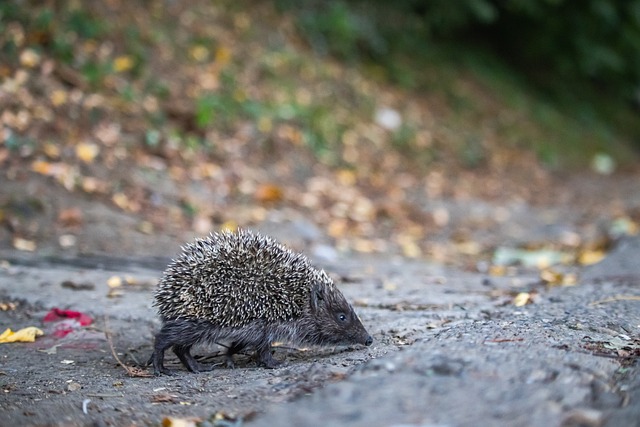 中日韩合作秘书处秘书长：坚信哈尔滨亚冬会将为亚洲的和平与共同繁荣做出积极贡献.